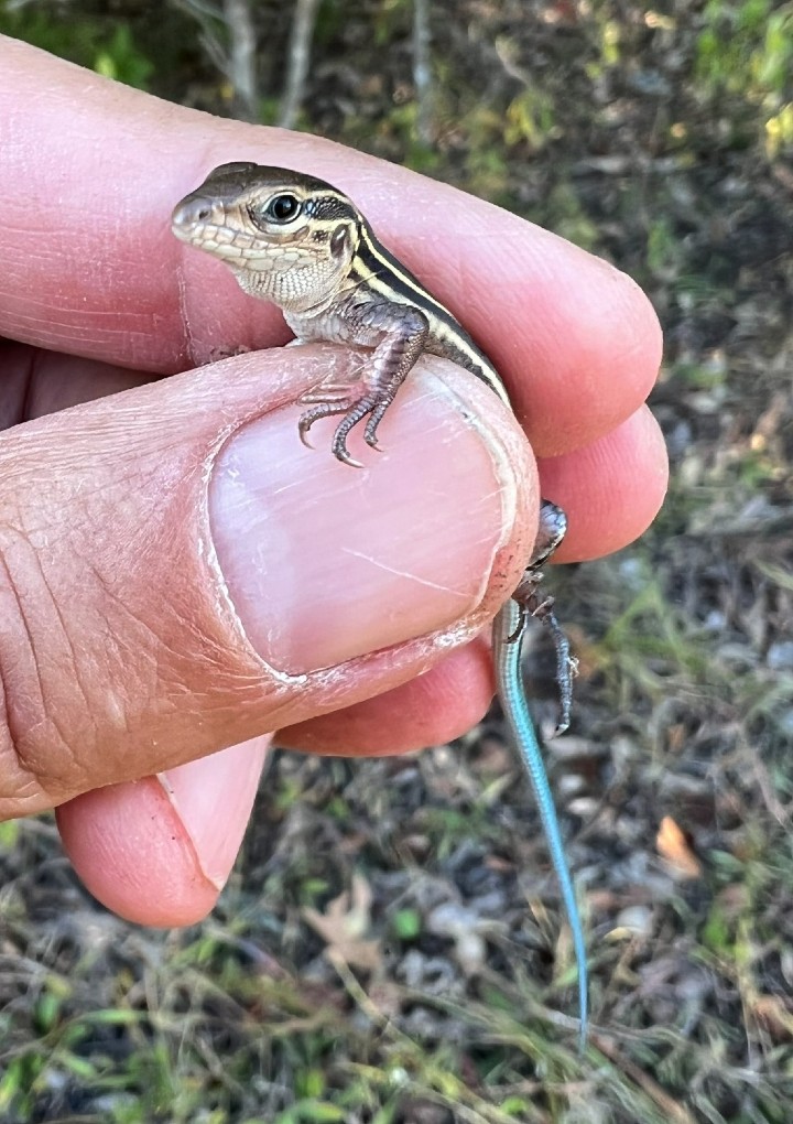 Racerunner